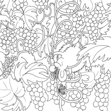 Load image into Gallery viewer, My Kiwi Garden: Colouring Book