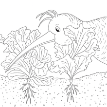 Load image into Gallery viewer, My Kiwi Garden: Colouring Book