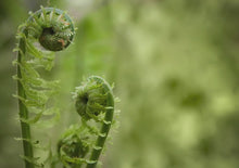 Load and play video in Gallery viewer, My Kiwi Garden 2026 Calendar
